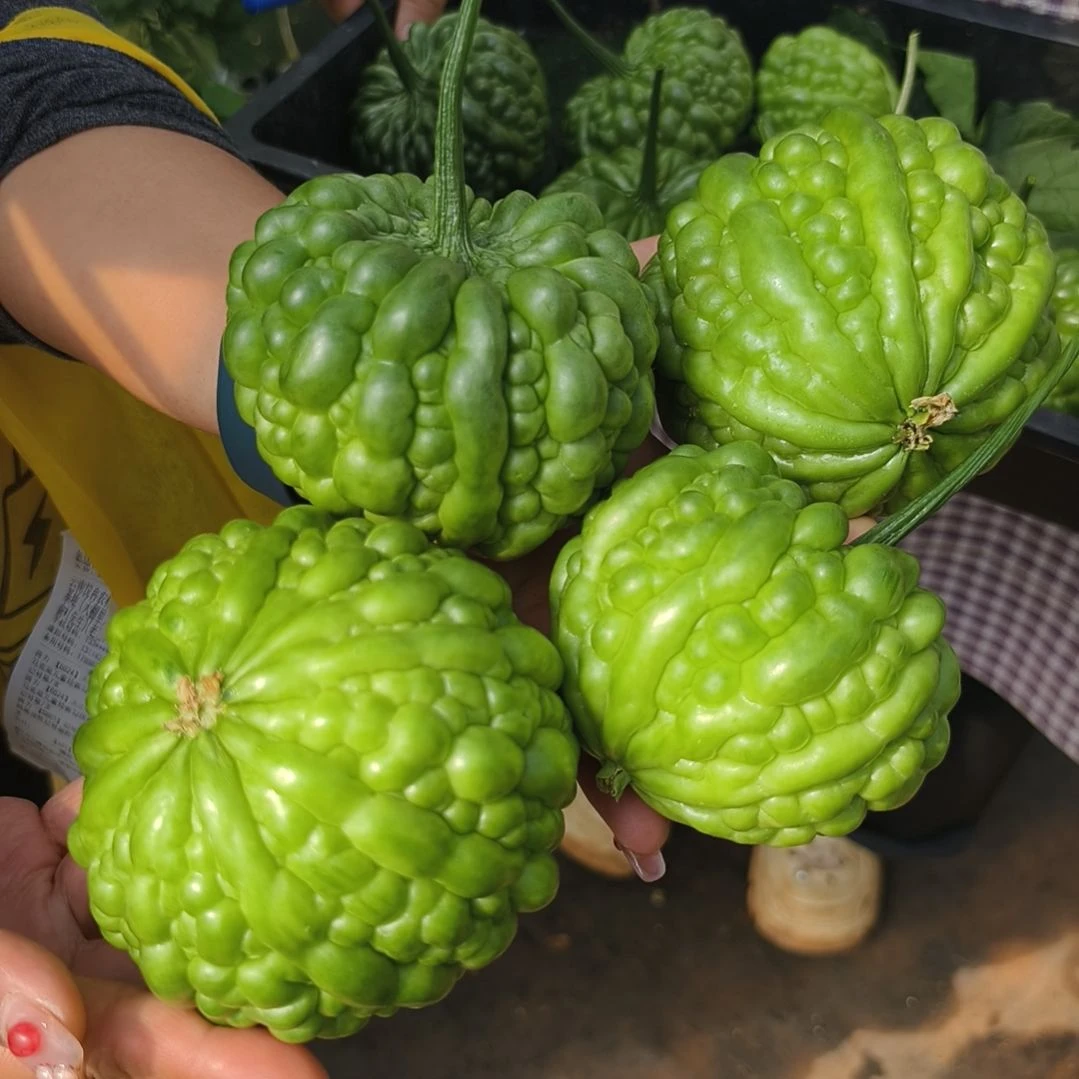 苹果苦瓜中国大陆