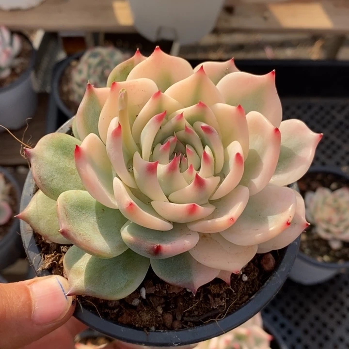 熙吉娃娃锦多肉植物