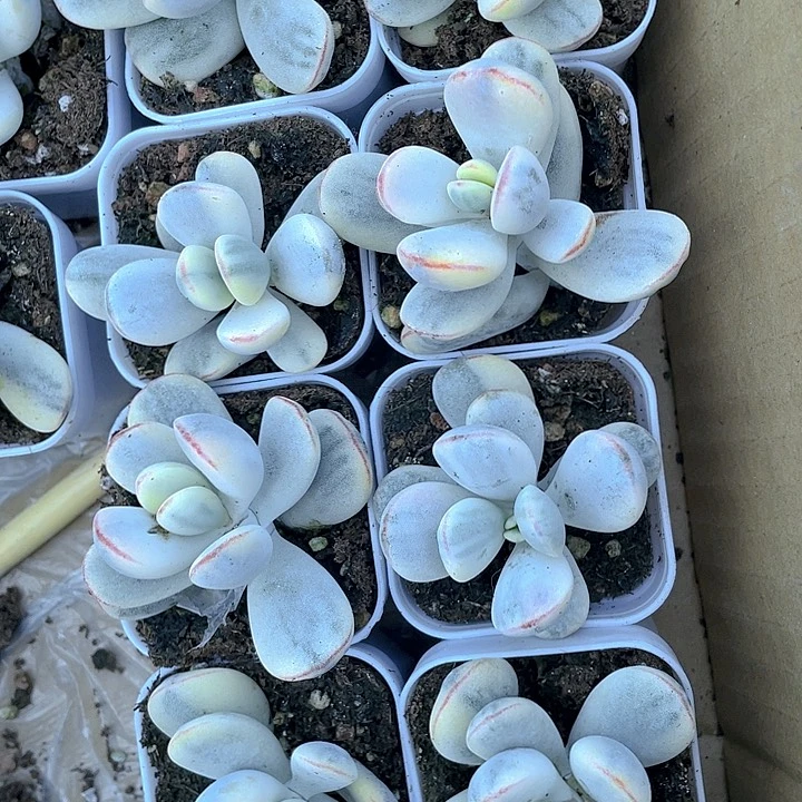 乒乓锦8.8带盆土