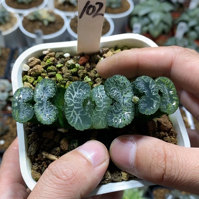 【闪购商品】102实生