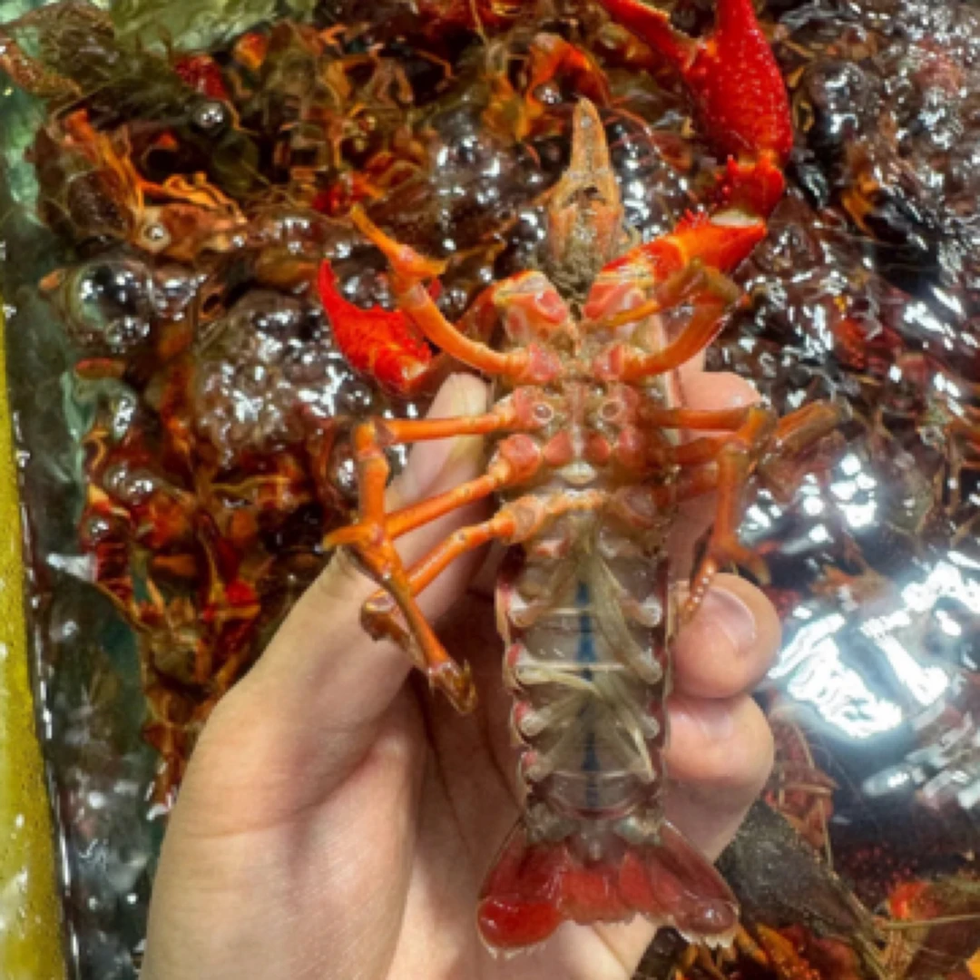 尝鲜鲜活小龙虾（1两虾）500g/份（9-11只左右）买3斤送一包麻辣料包