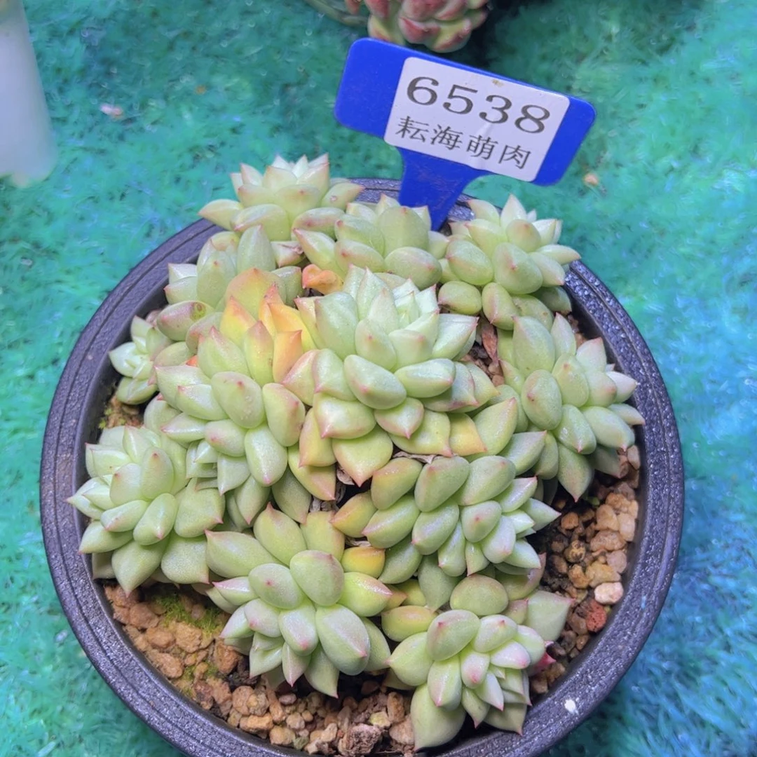 象牙6538多肉植物