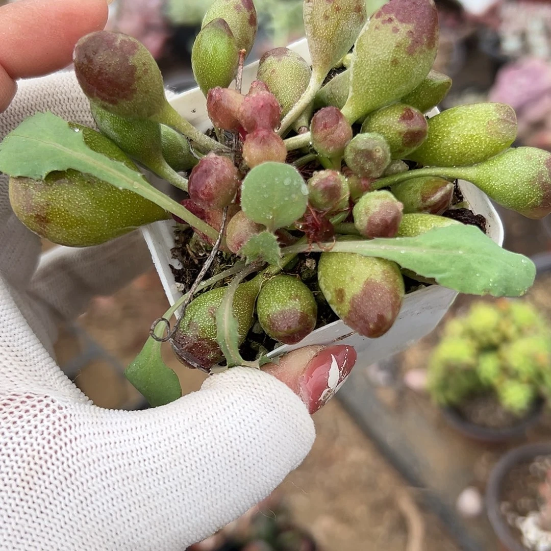 多肉植物鼓槌多肉