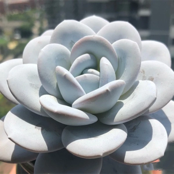 雪莲多肉植物大颗盆栽室内办公室桌面装饰满9.99包邮