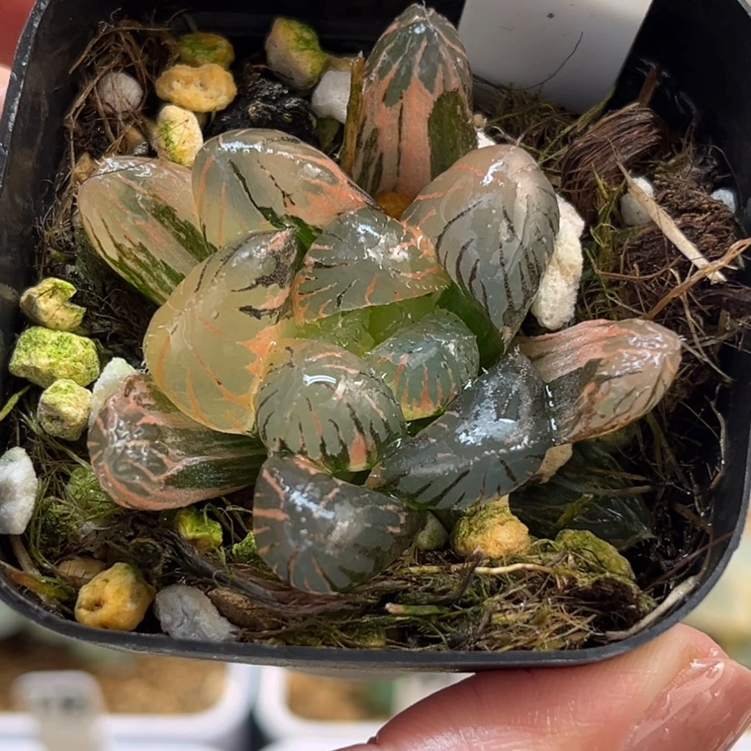 46冰灯玉露锦福利专场