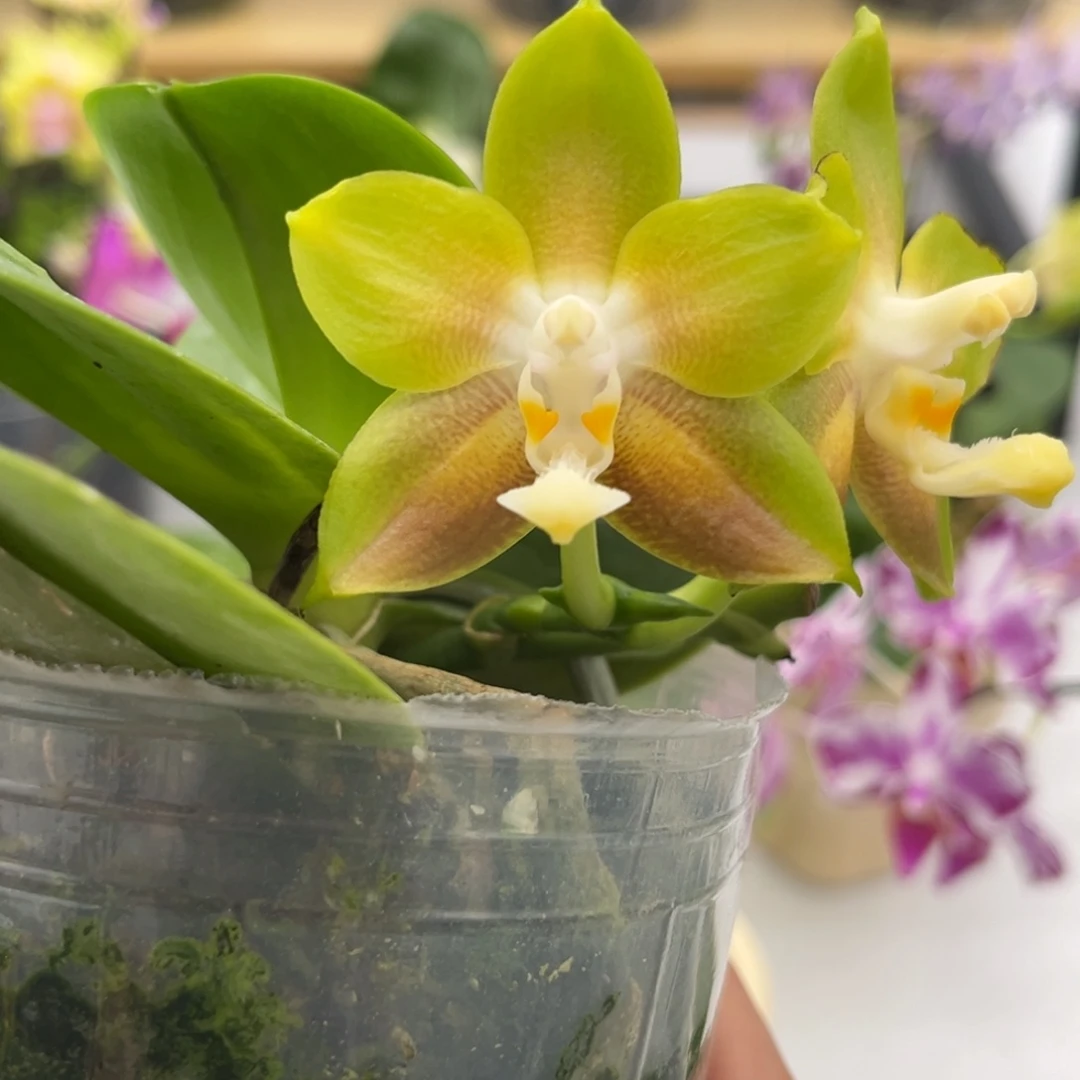 完全开放3寸弥陀反射王奥罗拉开花株