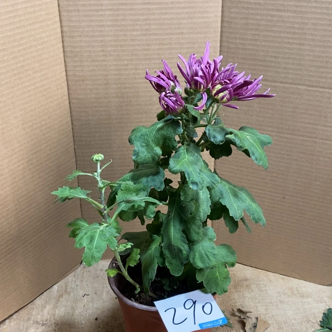 完全开放000000290