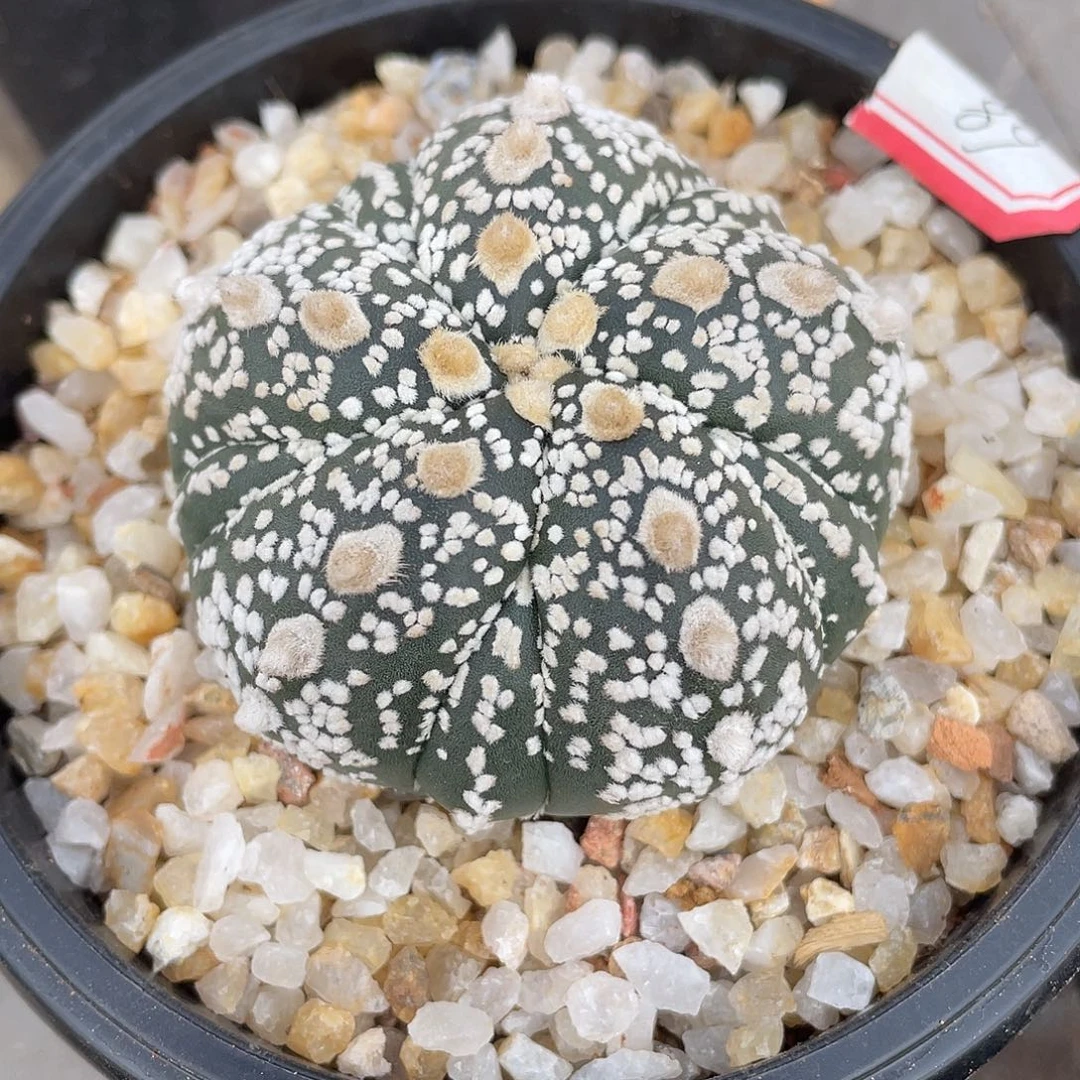 仙人球实生五复棱兜