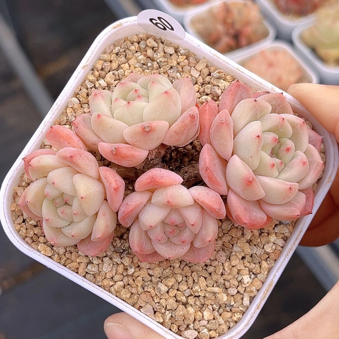 60  新品珍妮 满18包邮