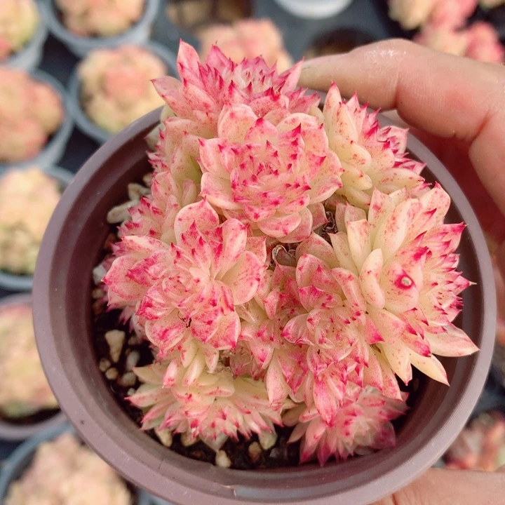 凝眉8cm不包整群