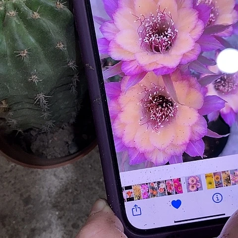 极光丽花，356890wtui
