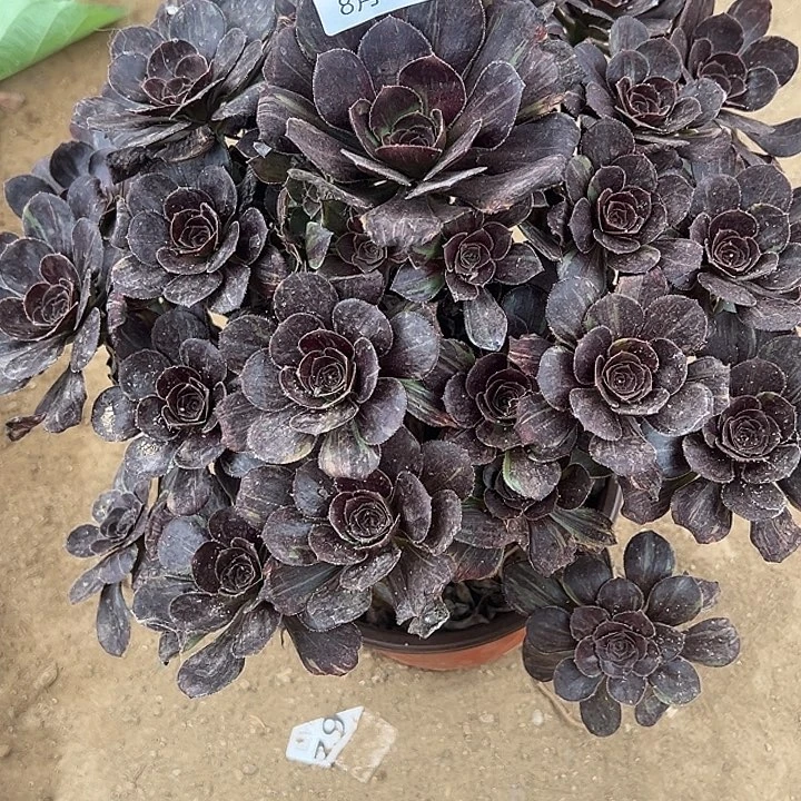 8.25-24原叶拉丝多肉植物1