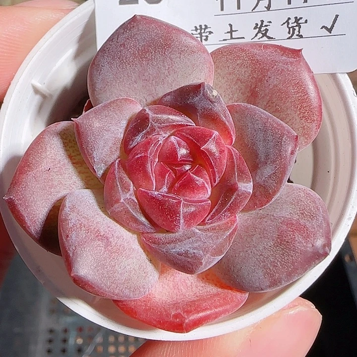 1117------26琥珀天使珍妮