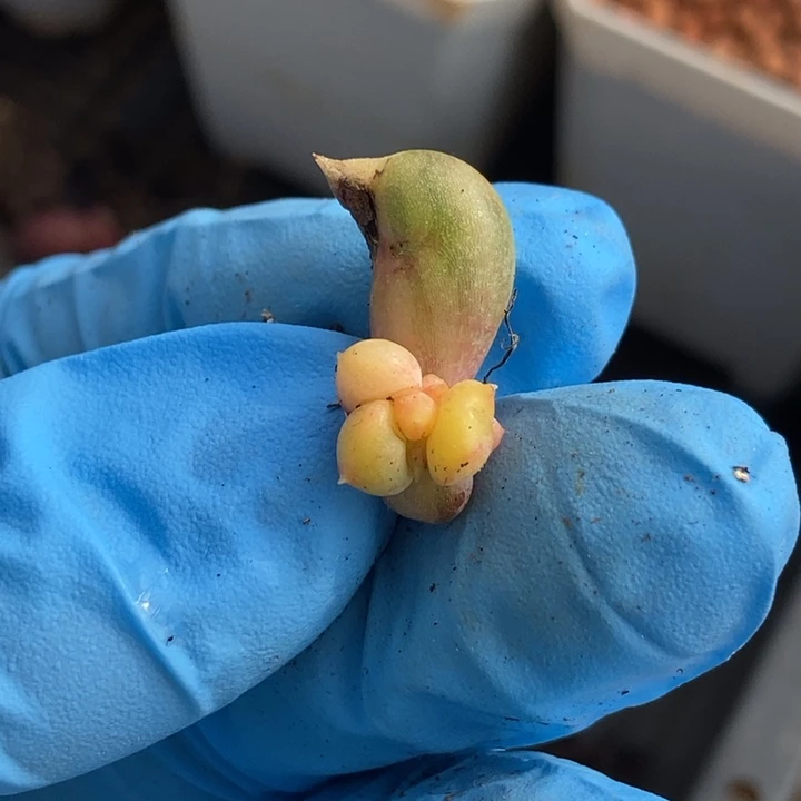 红象牙锦多肉植物