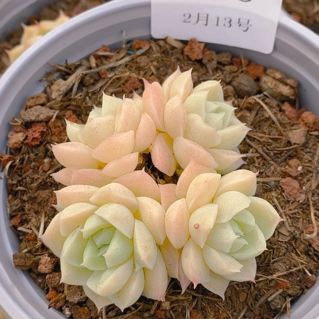 【闪购商品】云926