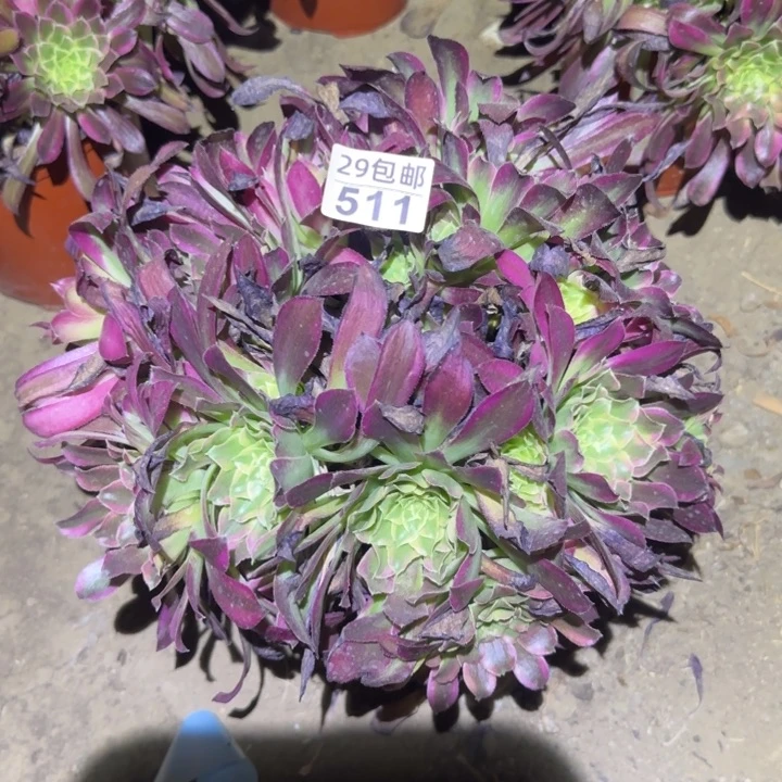 天合……多肉植物的