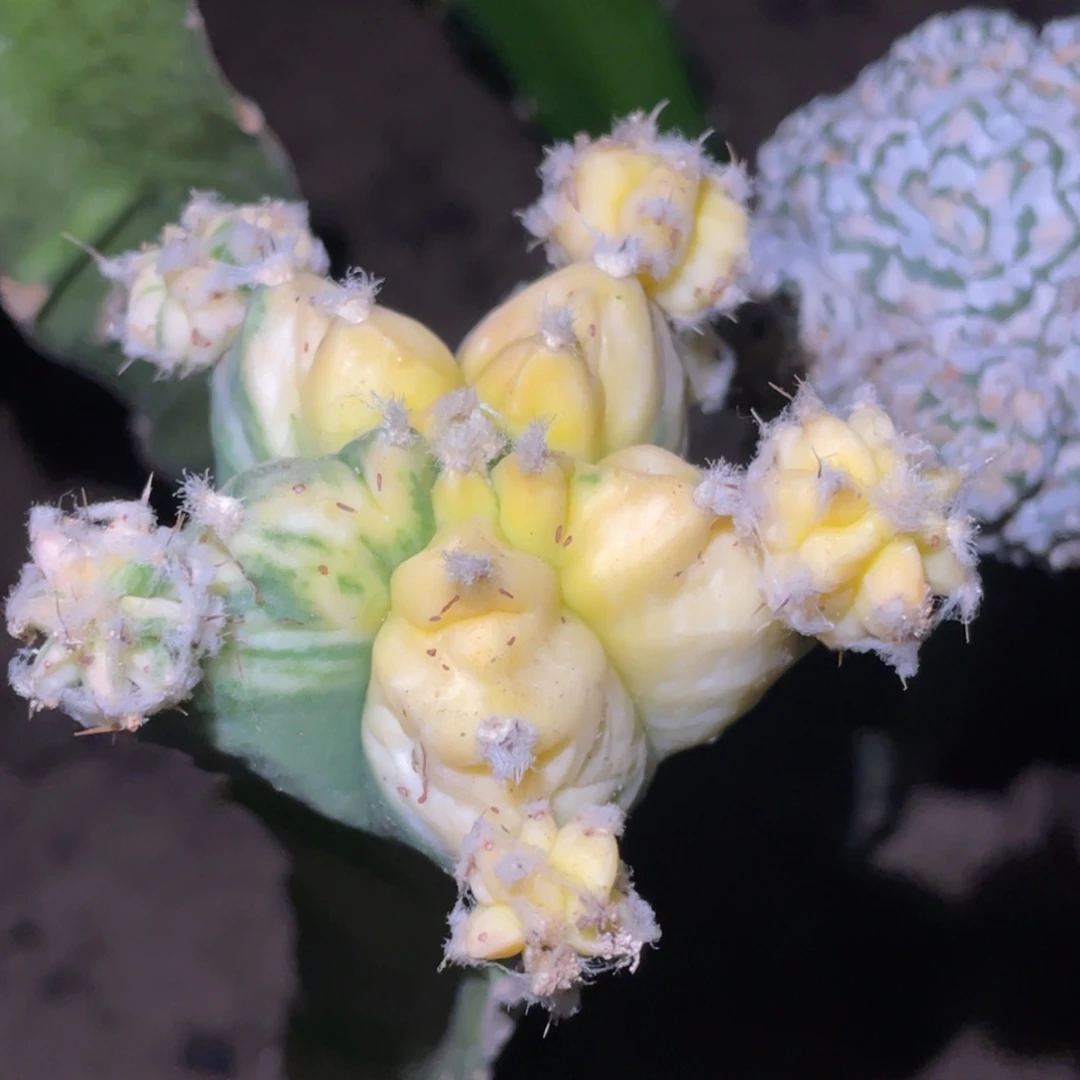 全部花朵龟甲鸾锦群体