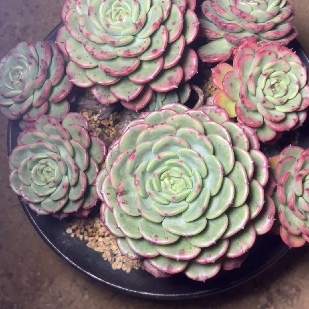 三文鱼多肉，一物一拍