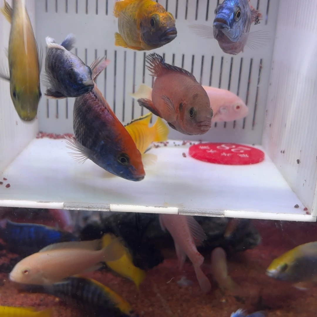 慈鲷鱼直播28号12条其中备损2条