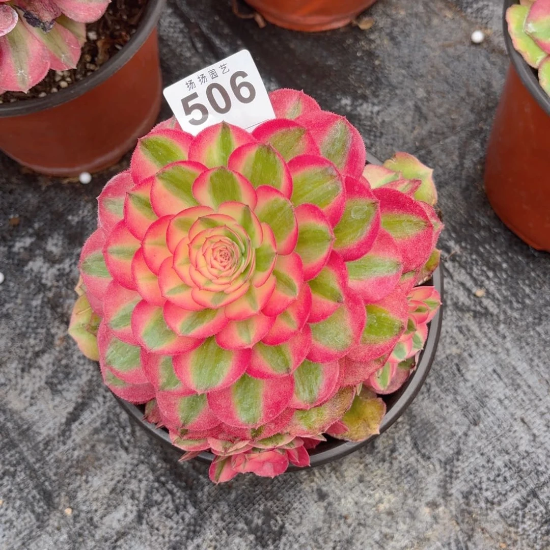 二**姨123  506多肉法师