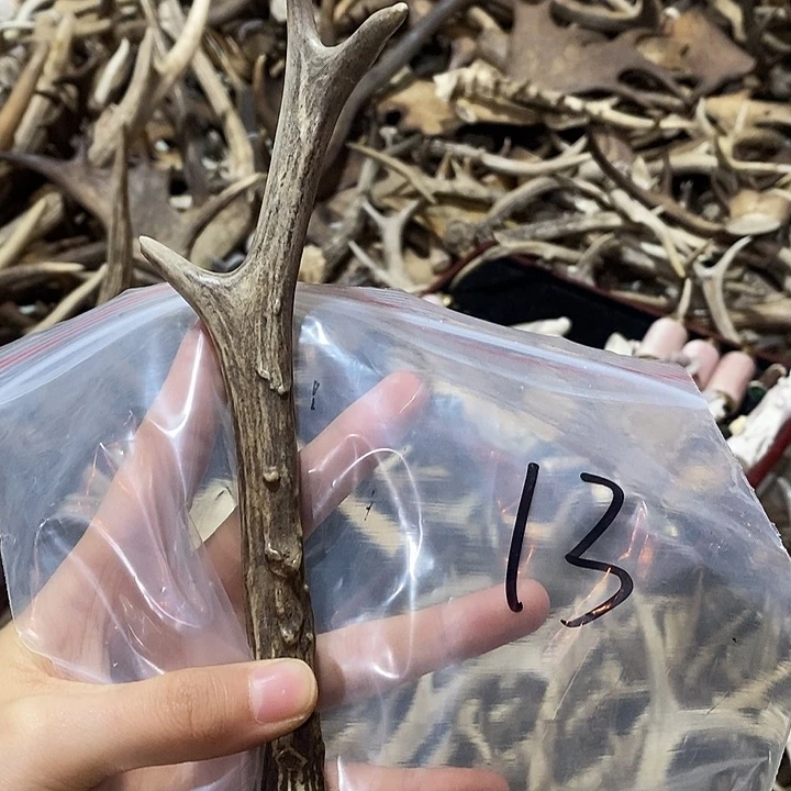 鹿角鹿角鹿角鹿角鹿