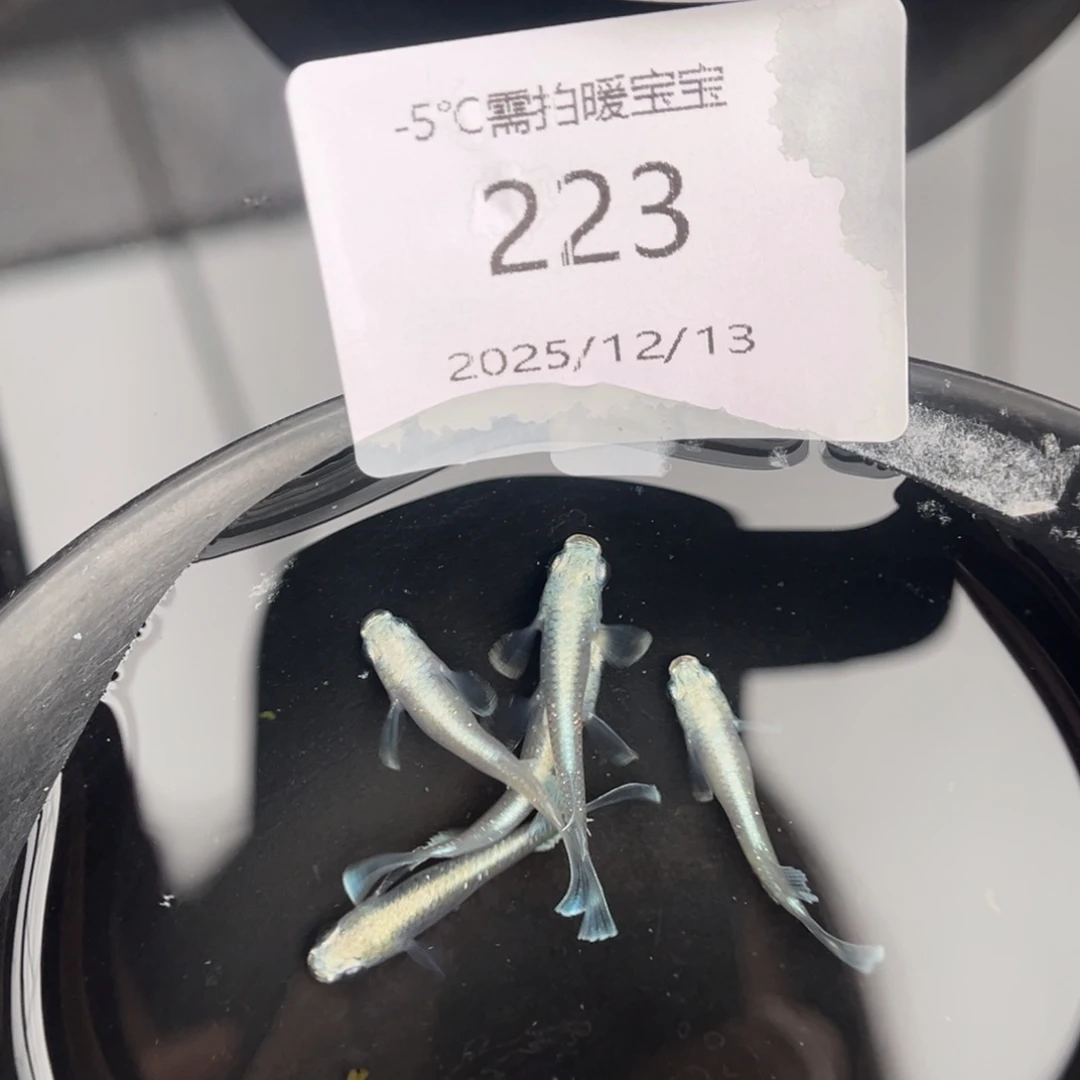 青鳉鱼223玛利亚宽鳍五尾