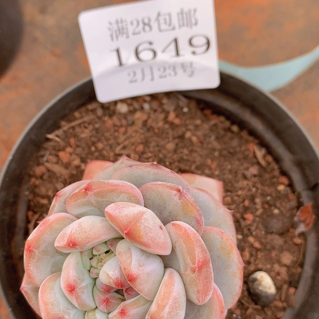 【闪购商品】云1649