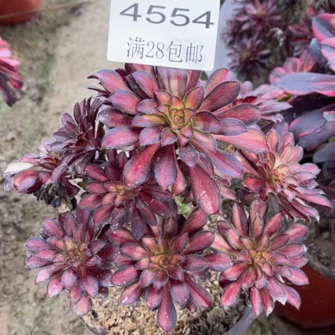 魅力多肉多肉4554