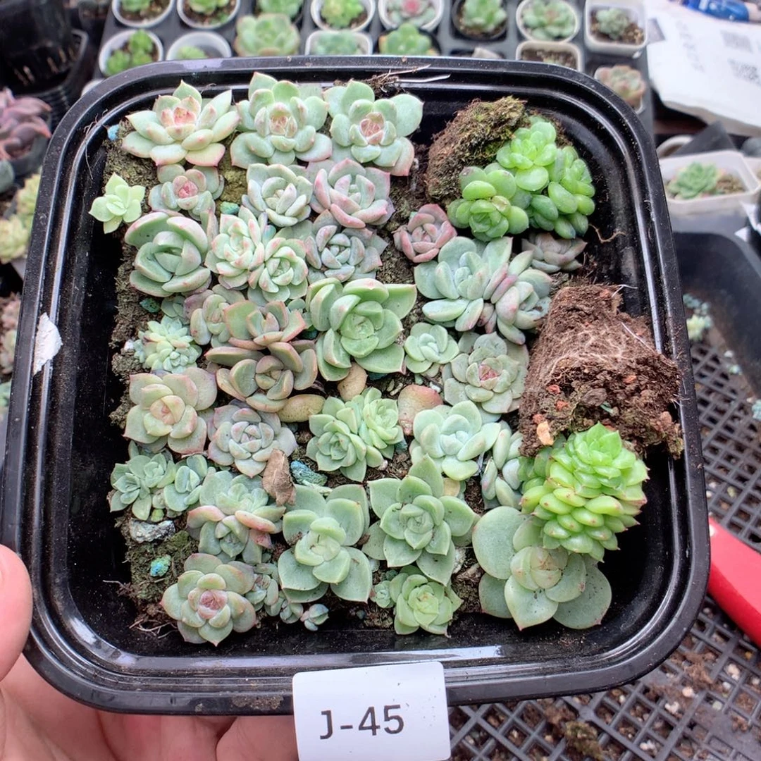 无花朵J45英语英语