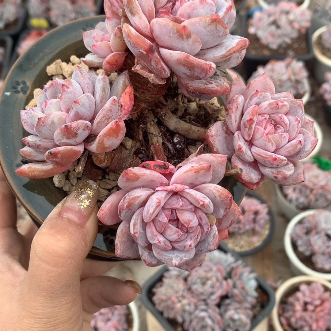 石榴籽哈哈哈哈哈哈哈哈哈哈