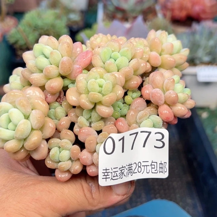 幸运的是我的朋友们