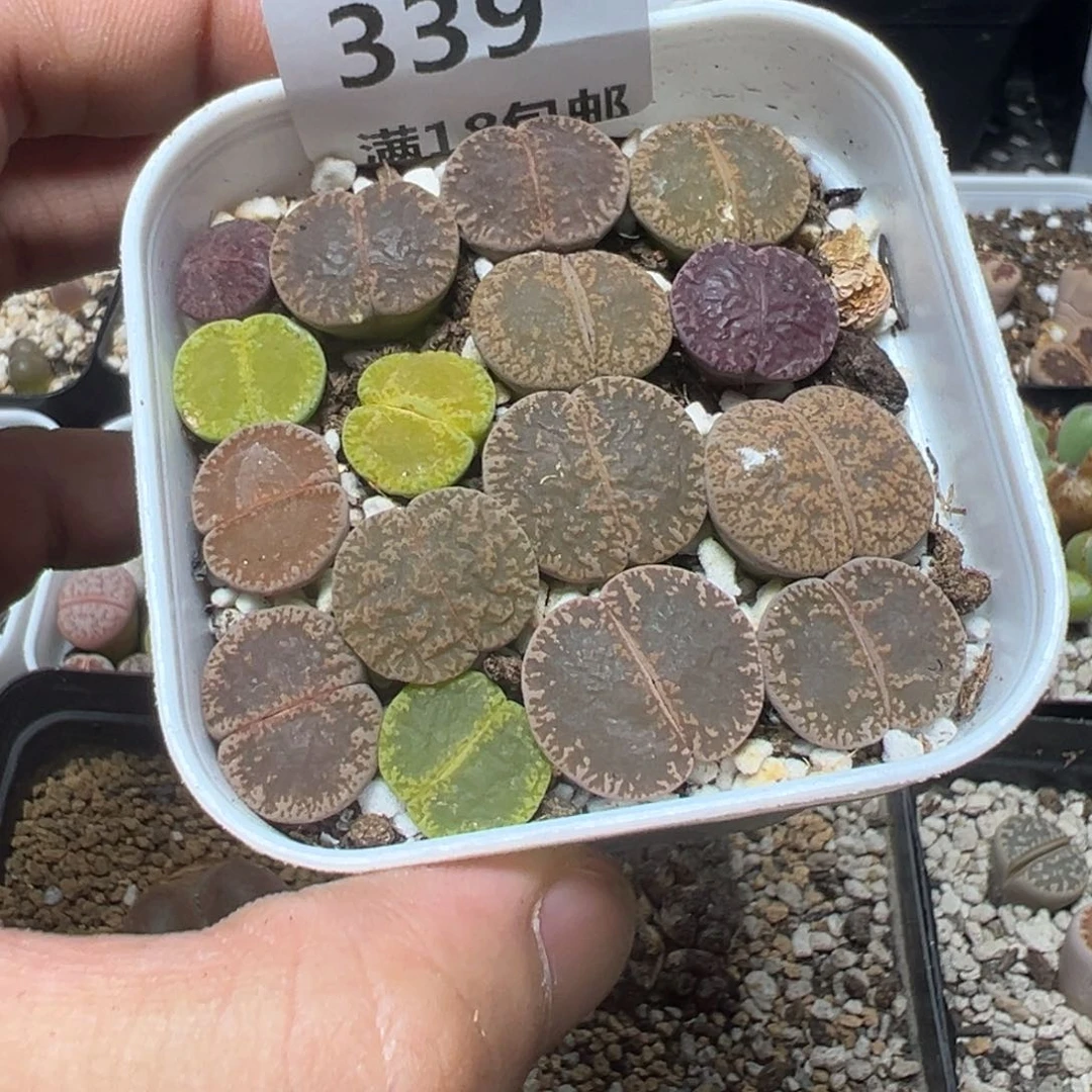 【闪购商品】 339。