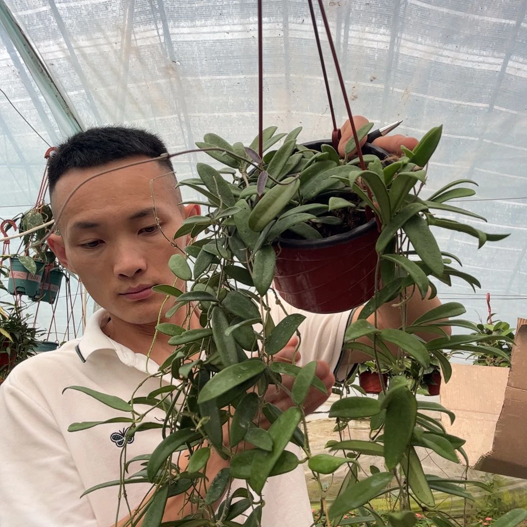 和***无花朵中叶香花球兰