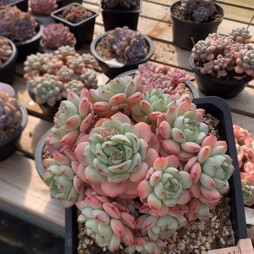 16厘米13头香草 捧花 5714