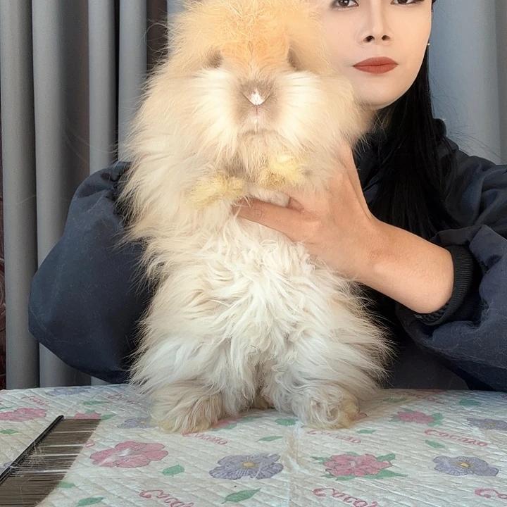 网红安哥拉兔福利妹妹