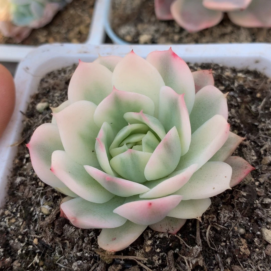 韩水晶锦锦上园艺一物一拍