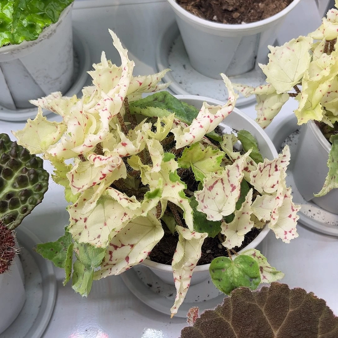 无花朵白露锦秋海棠