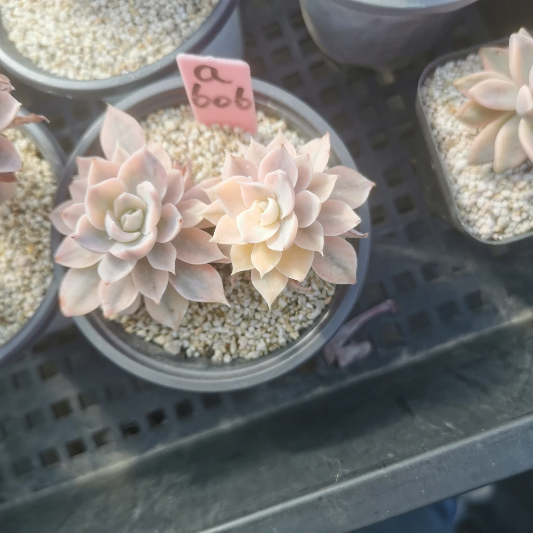 皮氏锦多肉植物（小于专属）