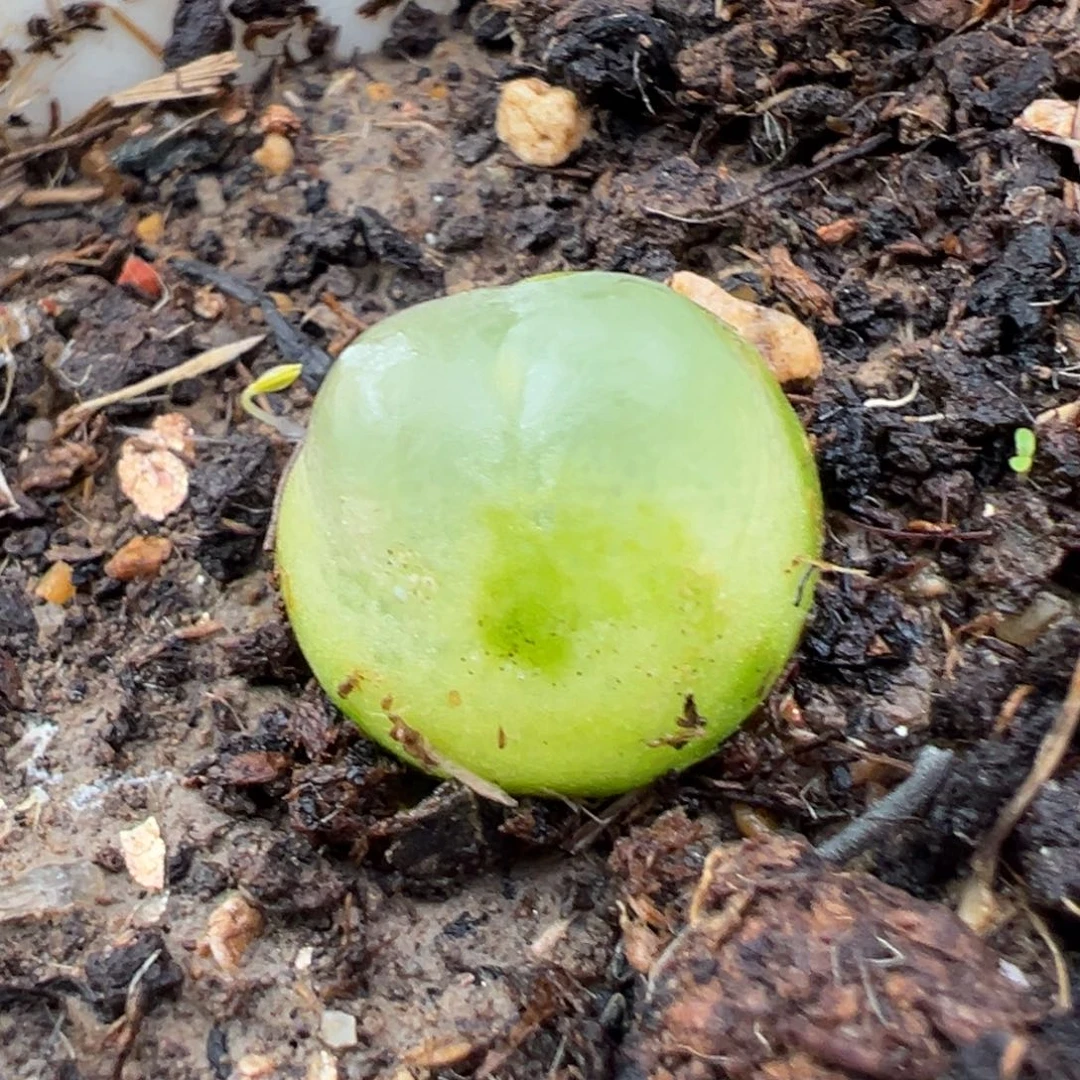 11.25好看的多肉脱土发货379