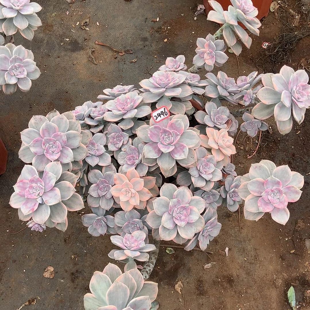 冷白皮脱土包物流2446晓晓一物一拍