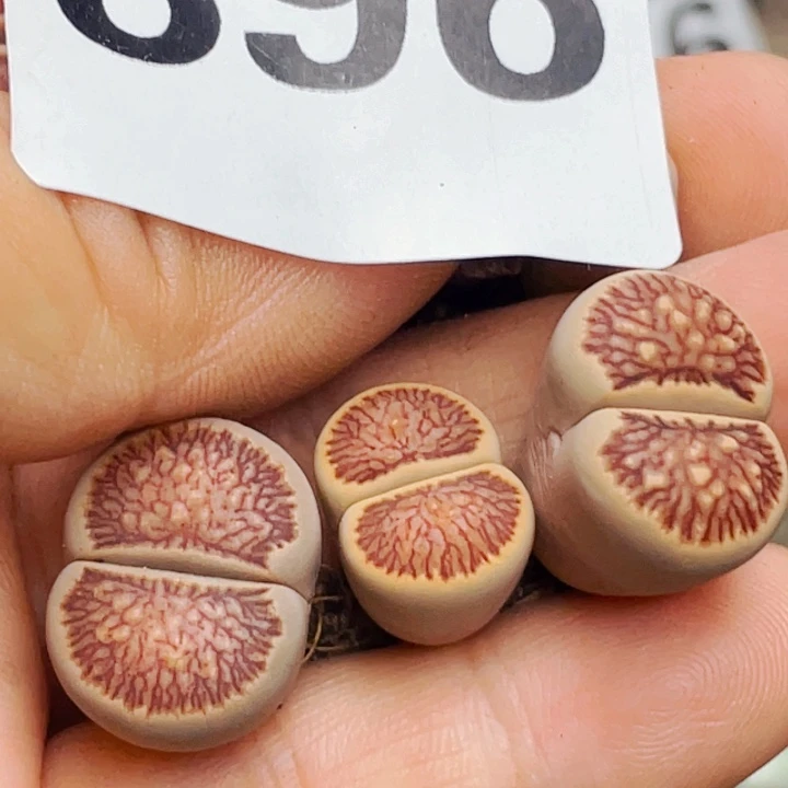 g***896优选岛田红窗菊3颗