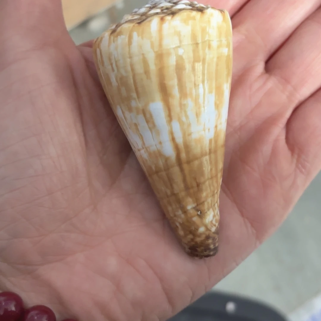 蝶***梦天然海螺标本福利