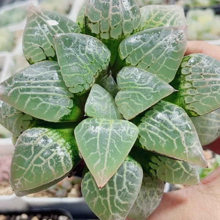 有***吃十二卷 康平101 有糖吃