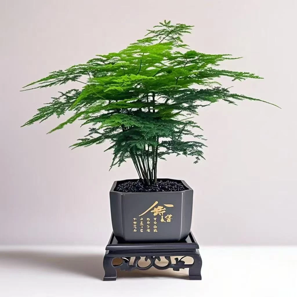 福利补贴【舍得文竹盆栽】室内植物迷你办公室绿植观叶植物四季常青