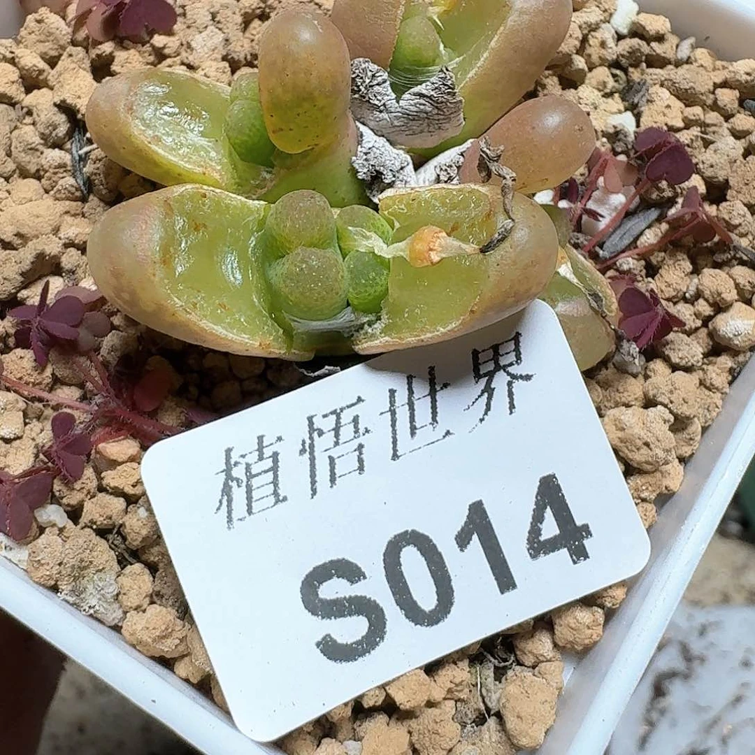 014盒多肉植物哇c