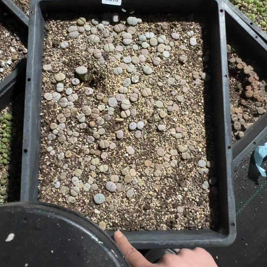 C570 C189 一框脱土发货