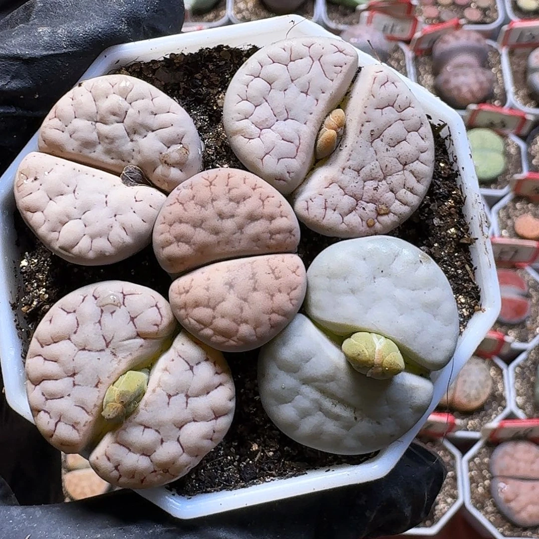 生石花22/：/。  122