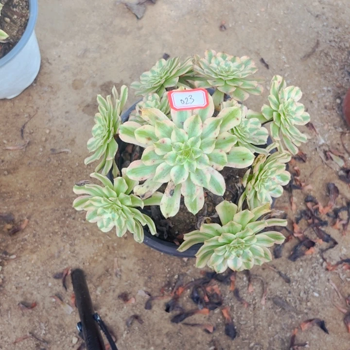 黄花梨023法师多肉