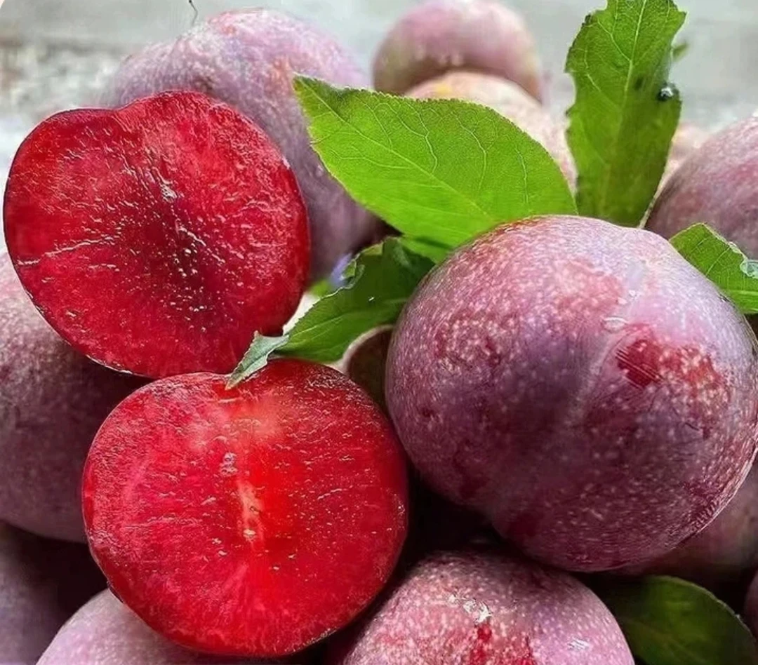 正宗-高山种植-三华李新鲜现摘酸甜脆爽爱吃的水果CZ