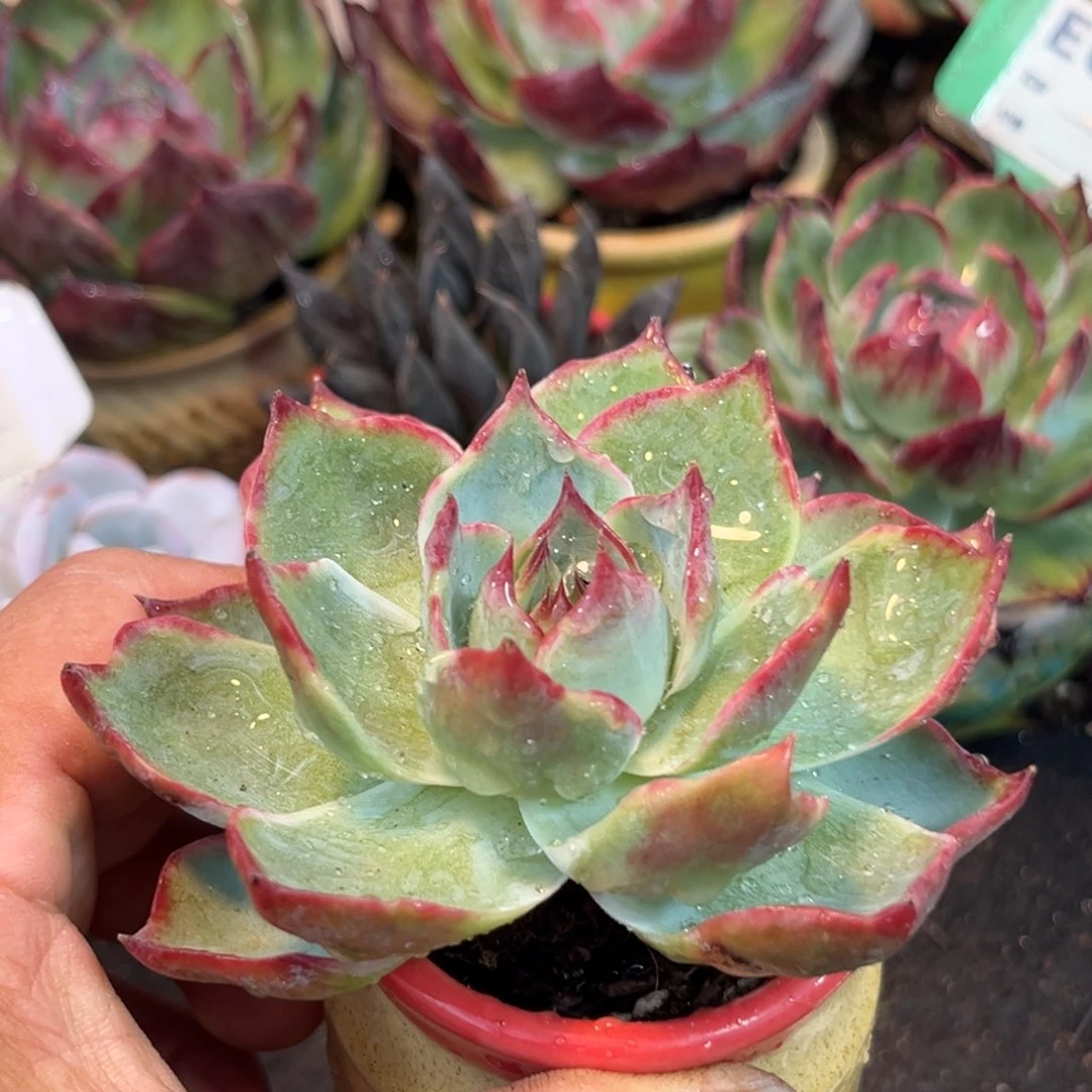 惊鸿一瞥多肉植物